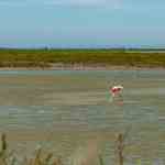 Thumbnail von zeltcamp-frankreich-kombi-kanu-meer-Le-Grau-du-Roi-18-Flamingos--Bild 1.jpg