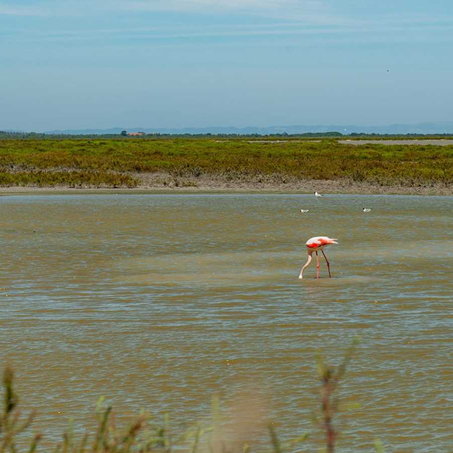 zeltcamp-frankreich-kombi-kanu-meer-Le-Grau-du-Roi-18-Flamingos--Bild 1.jpg